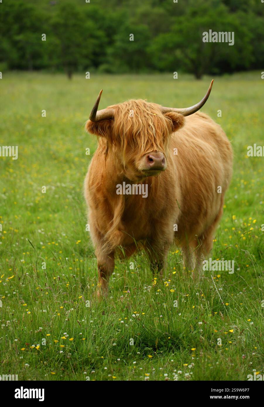 A Scottish Highland Cow at home in the Highlands of Scotland Stock ...