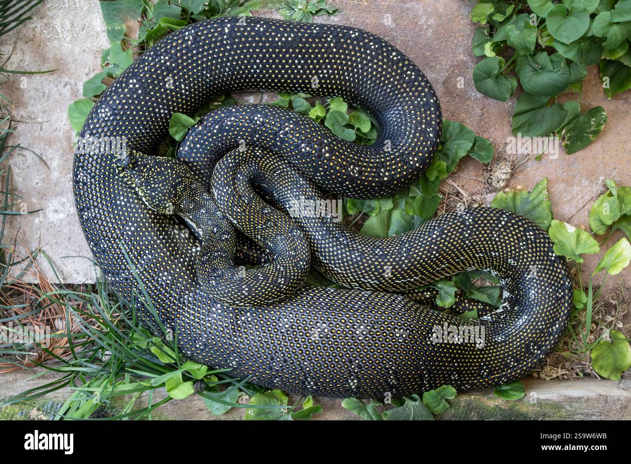 Australian Diamond Python digesting a large feed in its stomach Stock ...