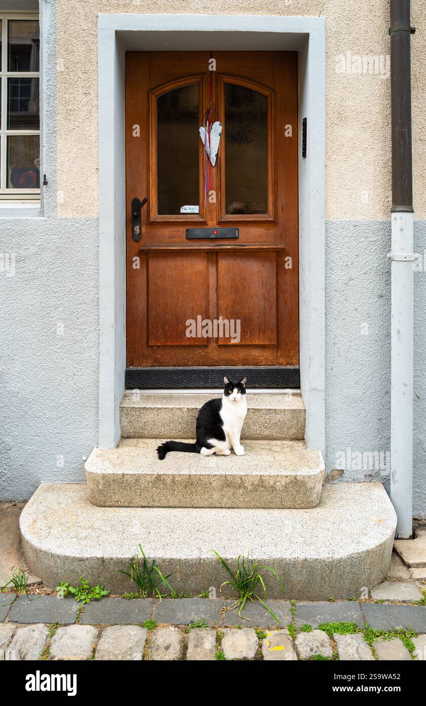 A black and white cat sits patiently on the stone steps of a building's ...