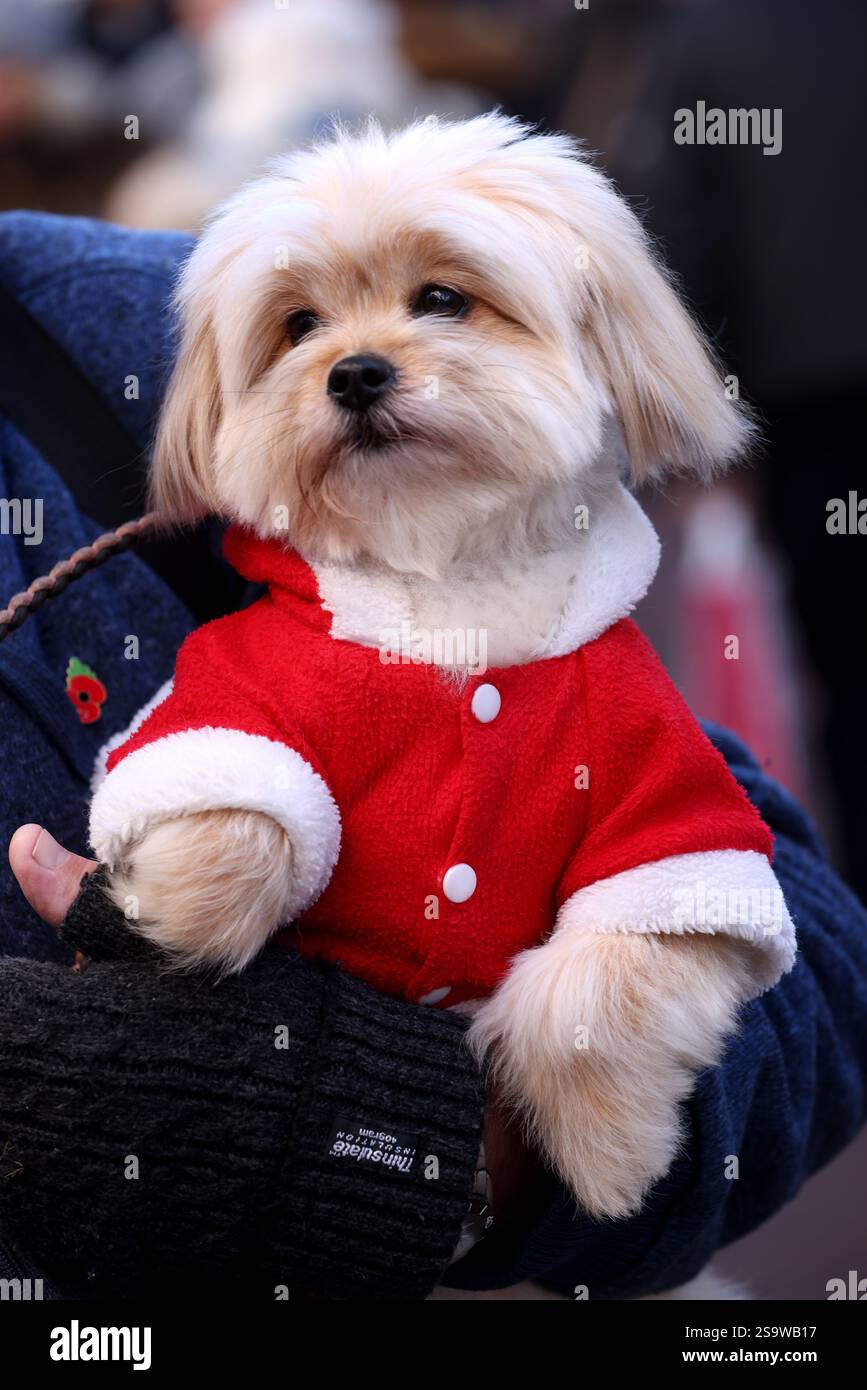 white christmas dresses Christmas Cosplay Pet Clothes main image 1