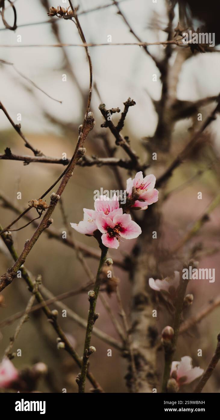 Delicate Pink Flowers on Branch Stock Photo