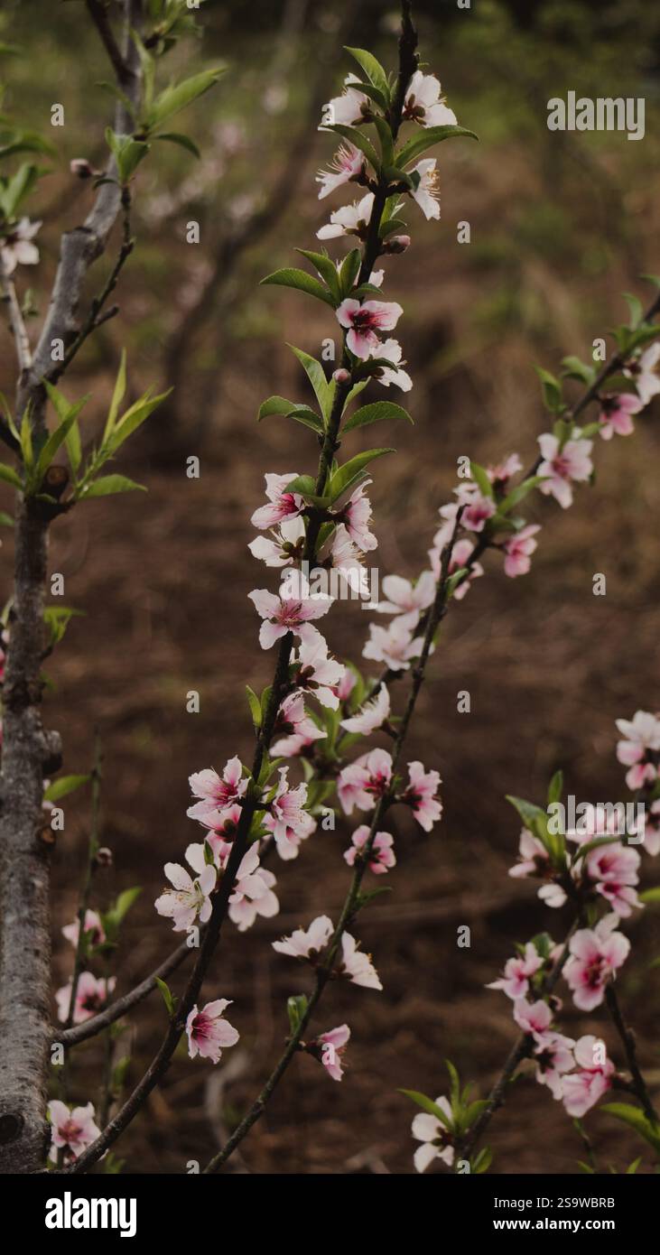 Peach blossom in full bloom hi-res stock photography and images - Alamy