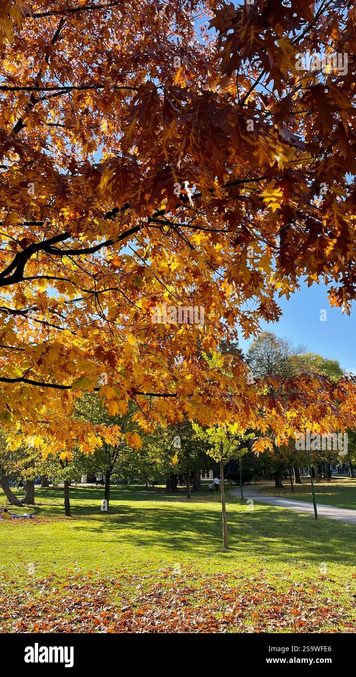 Autumn trees | Nature scenery - Smartphone Captured Stock Image