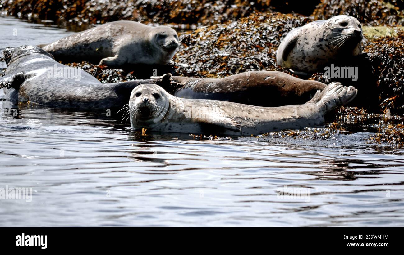 harbour-seals-resting-on-seaweed-covered-shoreline-stock-photo-alamy