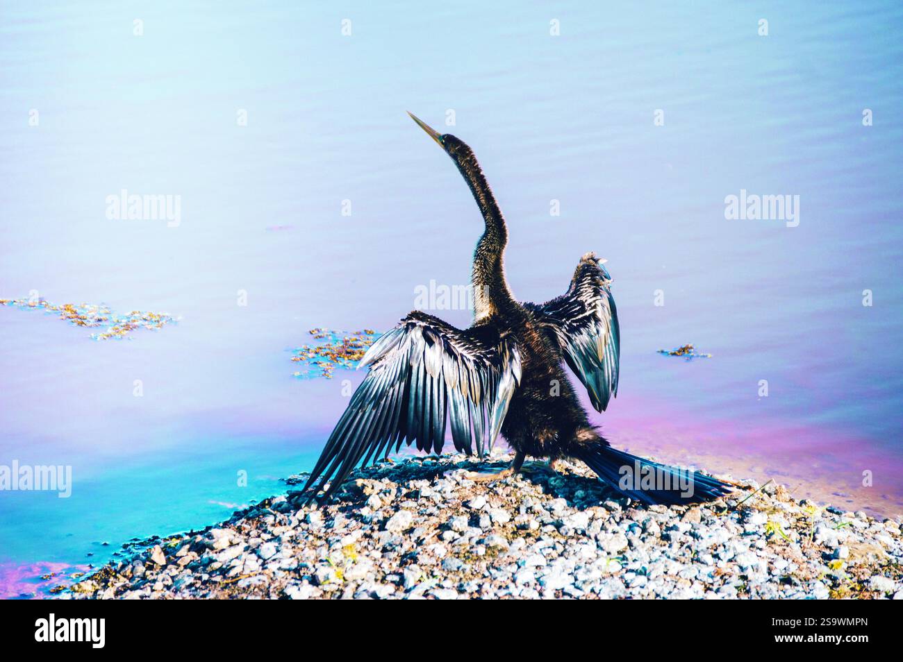 Captivating photograph of a bird drying its wings next to calm water, with delicate feathers outstretched in the sunlight. Stock Photo