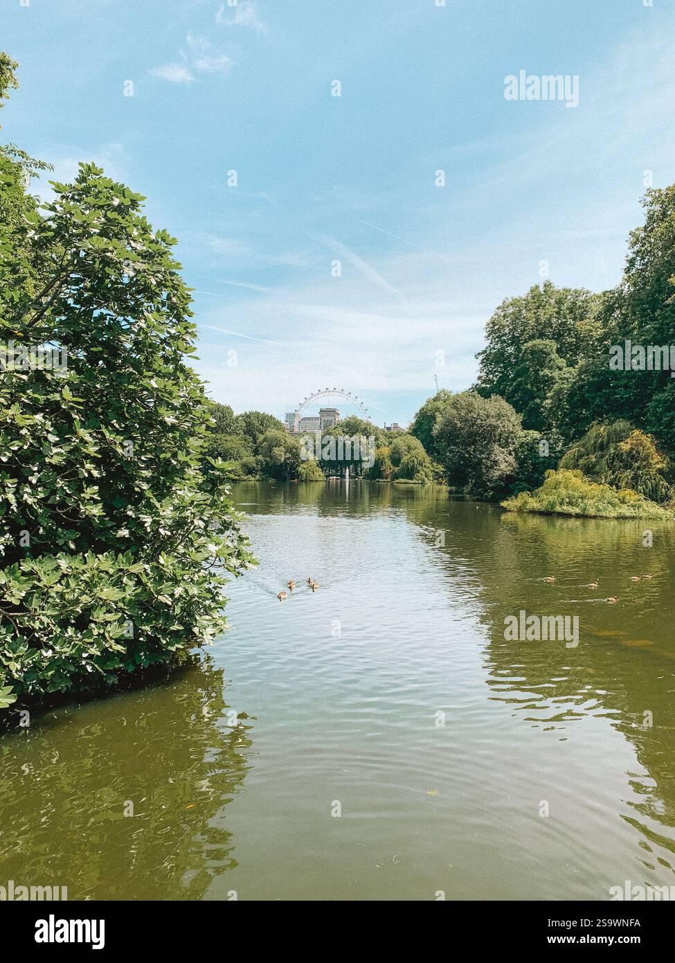 Serene photo of ducks gracefully swimming in the tranquil waters of St. James's Park, London, during a bright summer day. Stock Photo