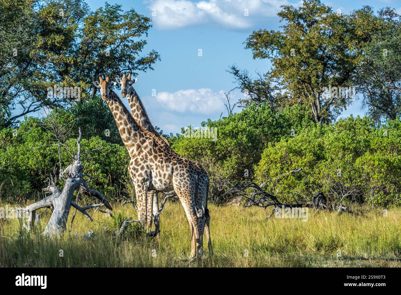 Africa, Botswana, Okavango Delta. Two giraffes standing in the savanna of Botswana. Stock Photo