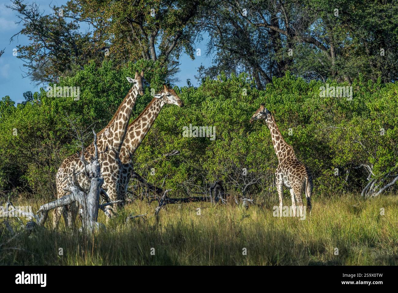 Africa, Botswana, Okavango Delta. Three giraffes walking in the savanna of Botswana. Stock Photo
