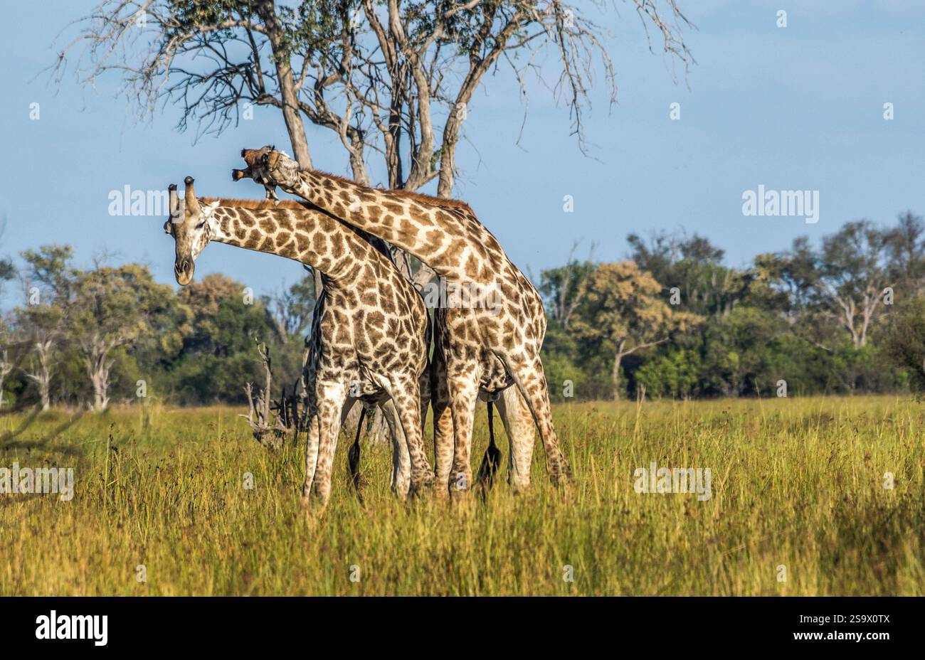 Africa, Botswana, Okavango Delta. Two giraffes interact in the savanna of Botswana. Stock Photo