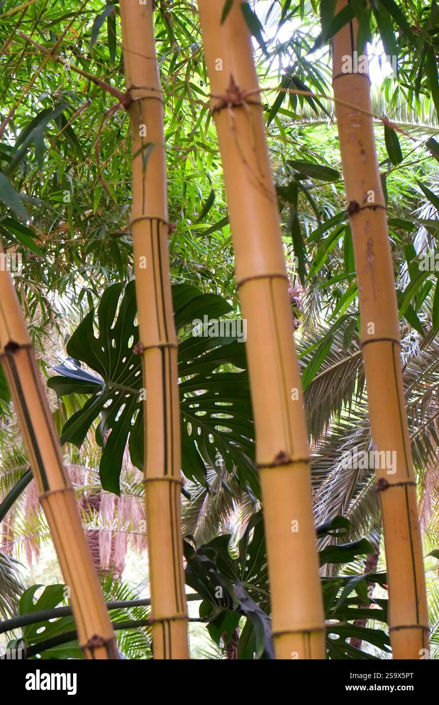 Marrakech, Morocco. Tall stalks of bamboo. Stock Photo