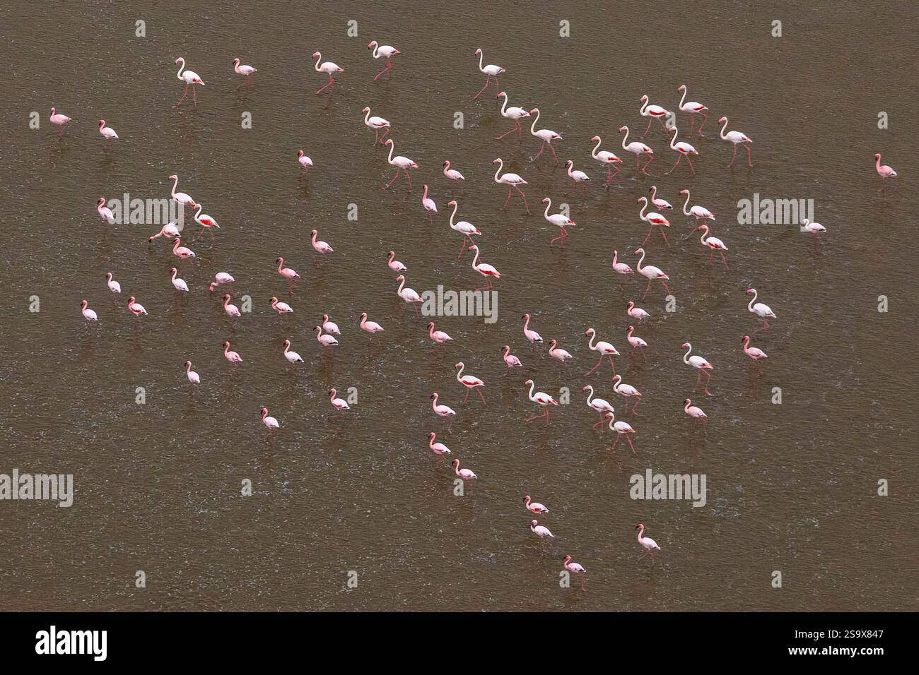 Lesser And Greater Flamingo Namib Desert Stock Photo Alamy lesser-and-greater-flamingo-namib-desert-stock-photo-alamy