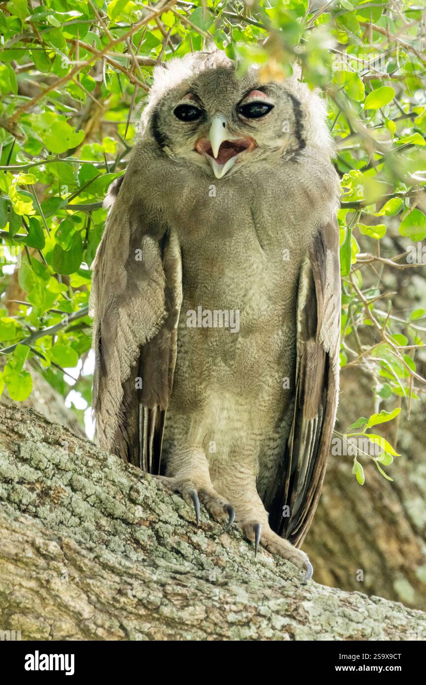 Africa, Tanzania. A young owl calls to bring in an adult for food. Stock Photo