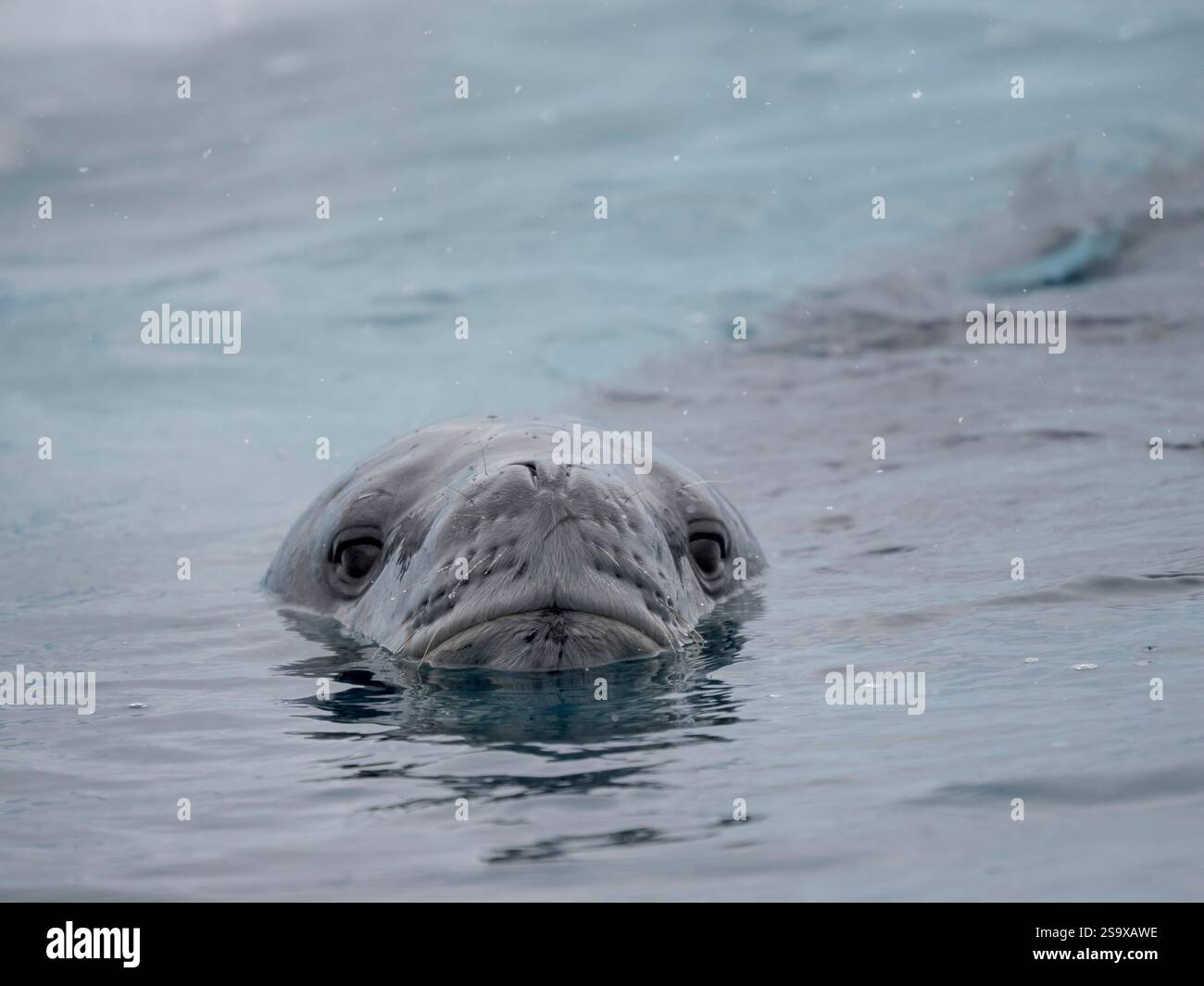 Leopard Seal (Hydrurga leptonyx) in Cierva Cove, Antarctic Peninsula ...