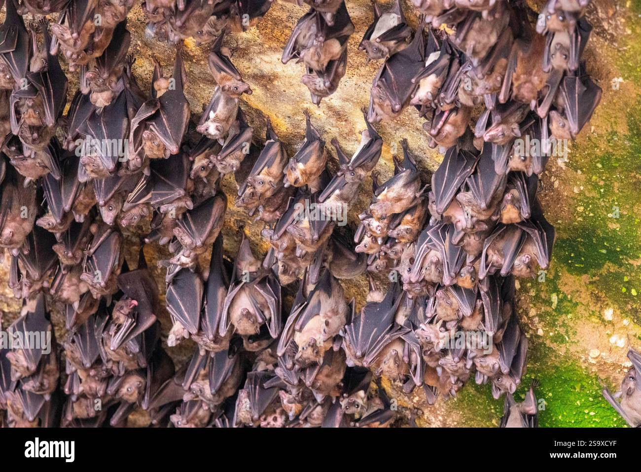 Fruit bats hanging upside down in a cave on the seashore Stock Photo ...
