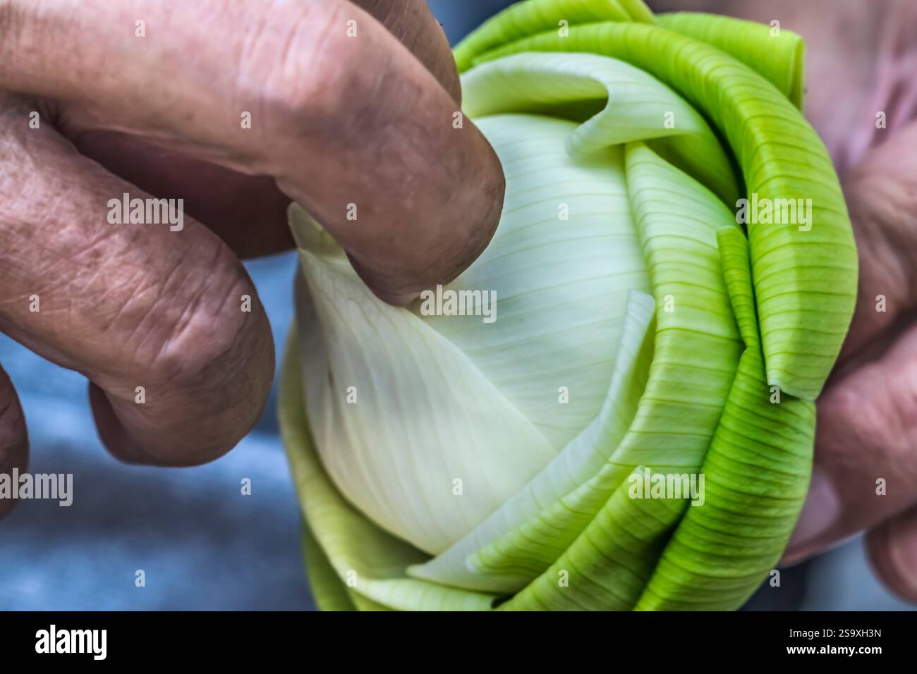 Unfolding lotus bud, Grand Palace, Bangkok, Thailand. Lotus bud white center, Buddhist symbol of purity, unopened bud folded soul unfold and open to d Stock Photo