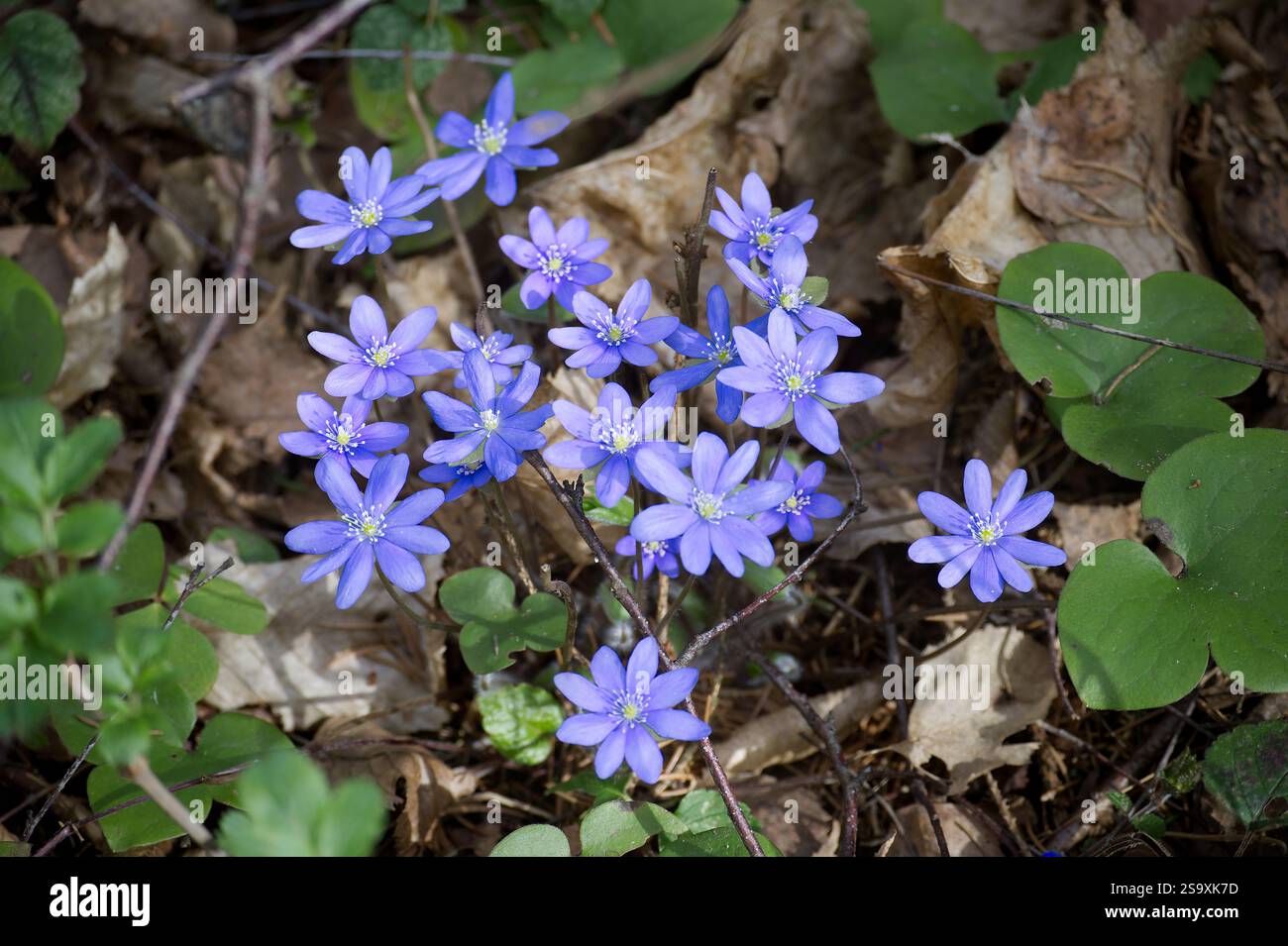 Serene forest meadow wildflowers hi-res stock photography and images ...