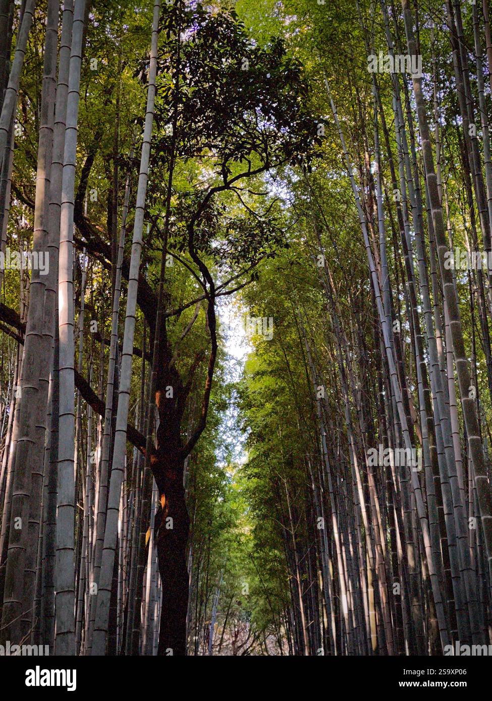 Arashiyama Bamboo Grove Forest in Kyoto, Japan - Smartphone Captured Stock Image