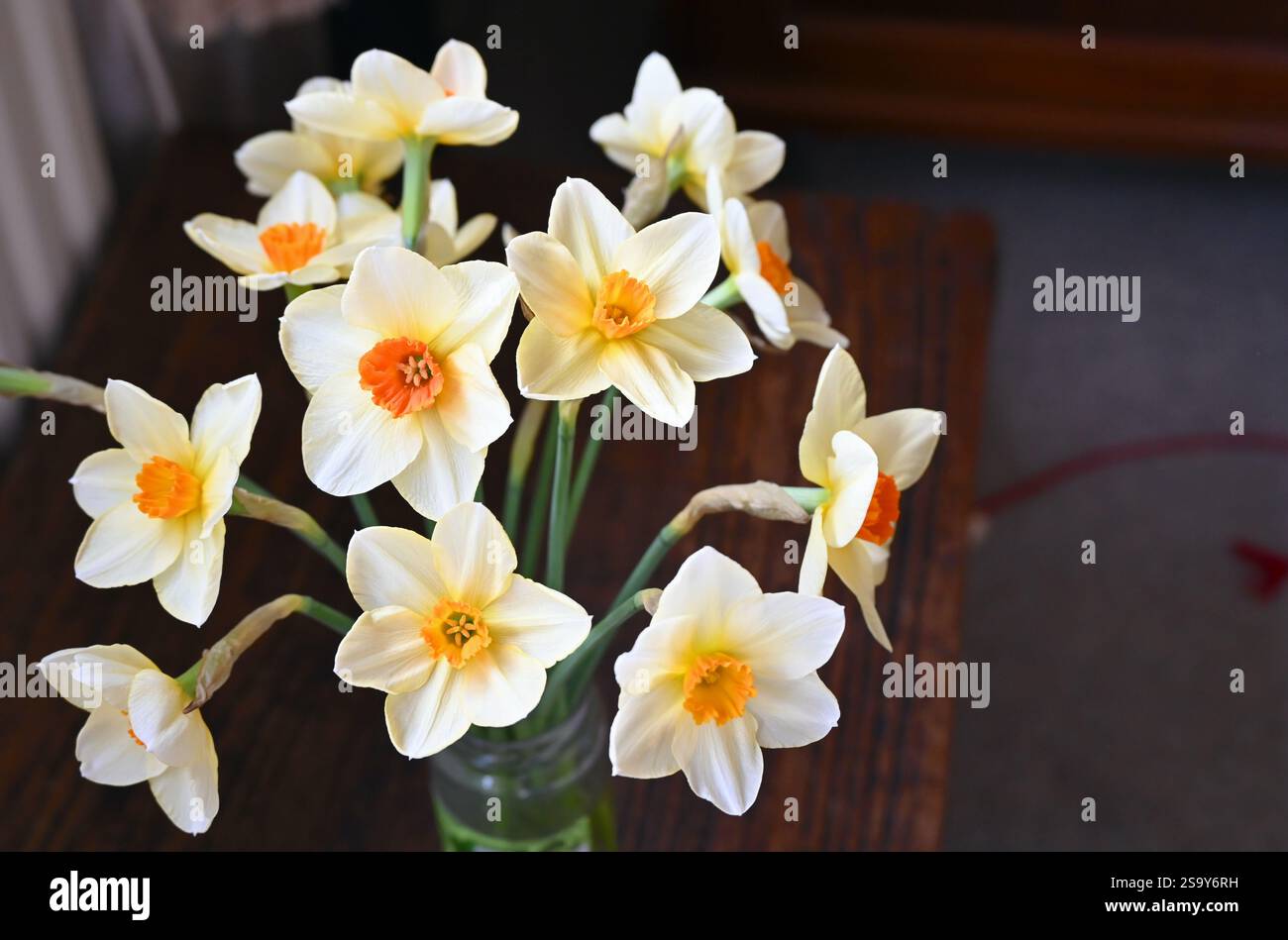 Blossoming daffodils on dark background. Stock Photo