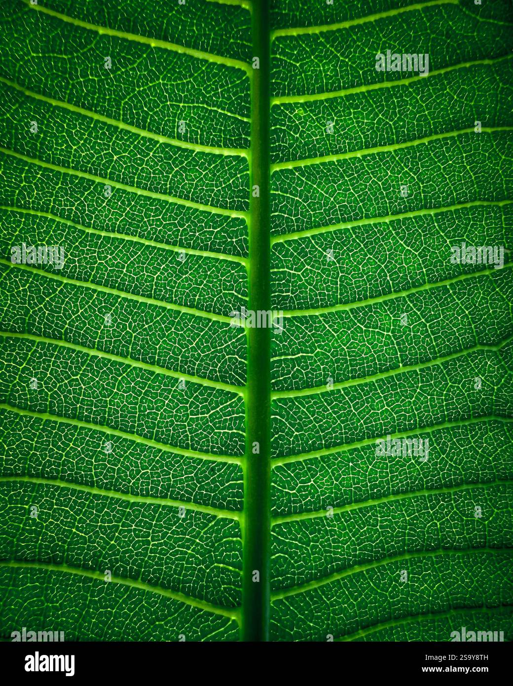 Green Frangipani Leaf Close-Up Macro photo of a green frangipani leaf, highlighting its textured details, delicate veins, and vibrant hue. - Smartphone Captured Stock Image Green Frangipani Leaf Close-Up Macro photo of a green frangipani leaf, highlighting its textured details, delicate veins, and vibrant hue. - Smartphone Captured Stock Image