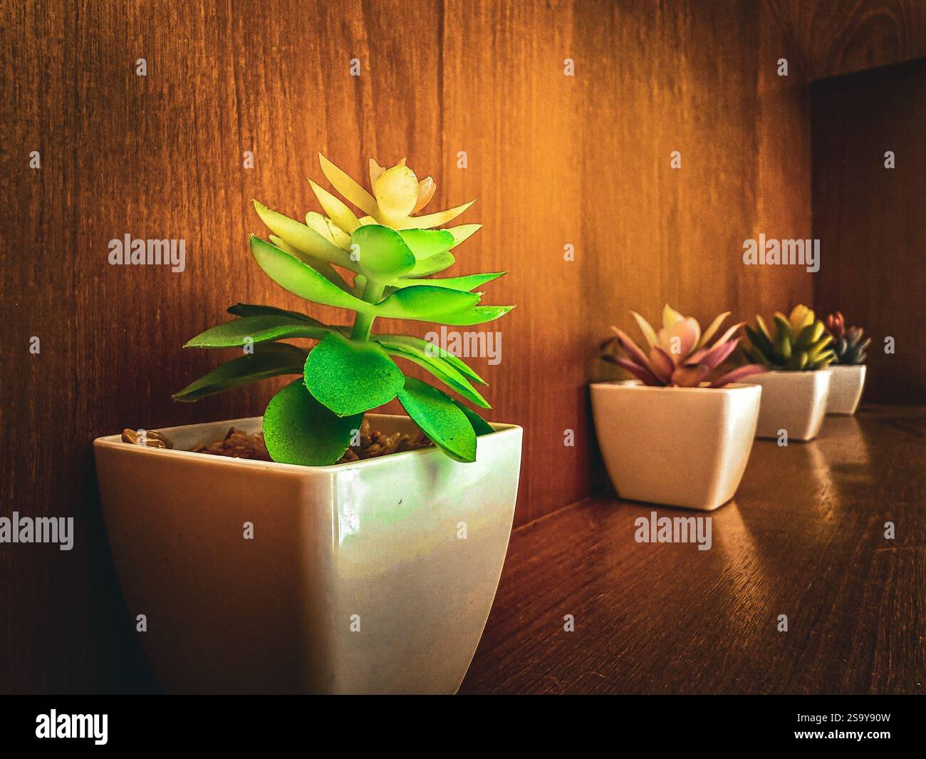 Plants in White Pots À row of vibrant succulent plants in white ceramic pots, placed on a wooden shelf. - Smartphone Captured Stock Image