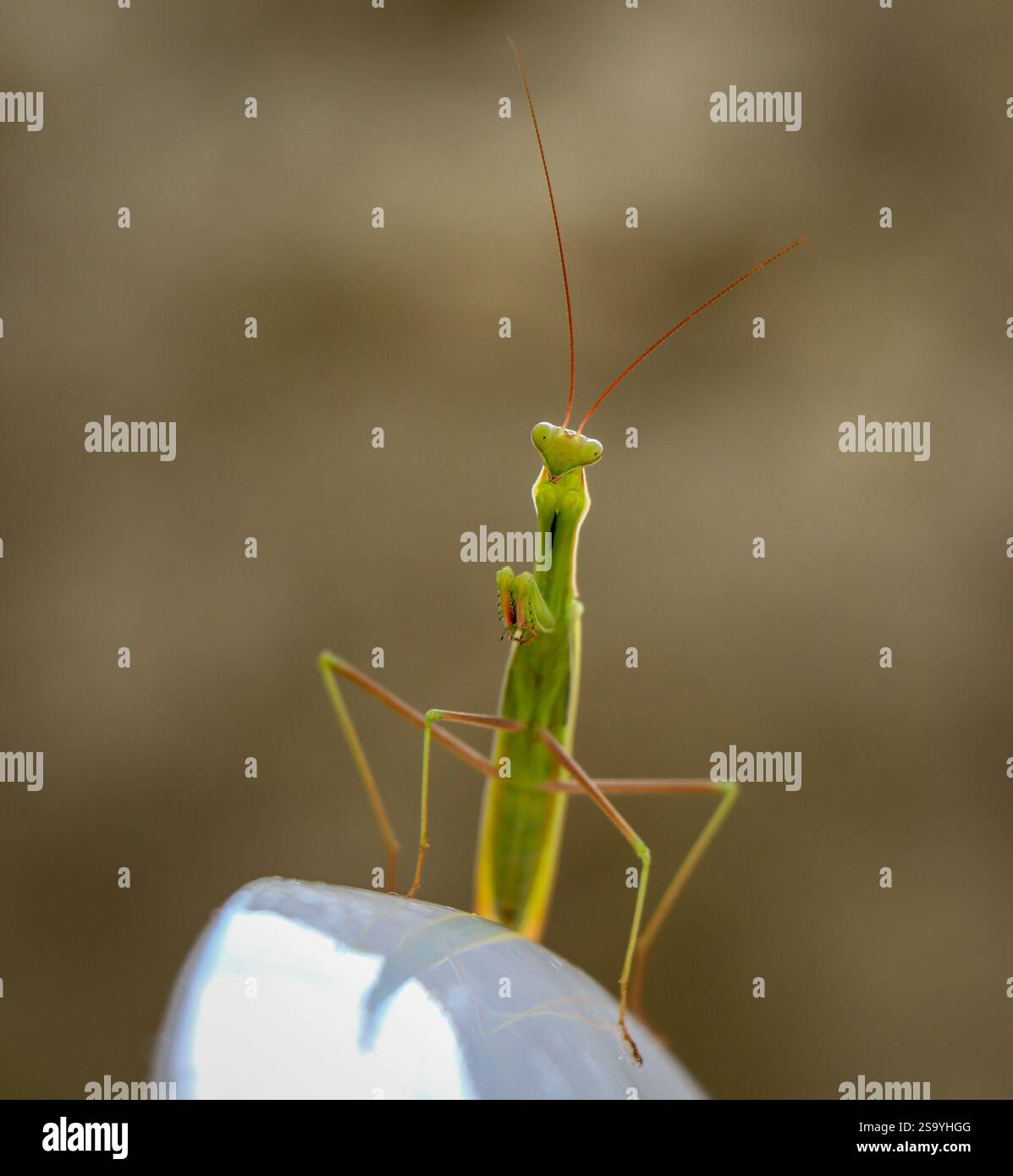 Mantis anatomy hi-res stock photography and images - Alamy