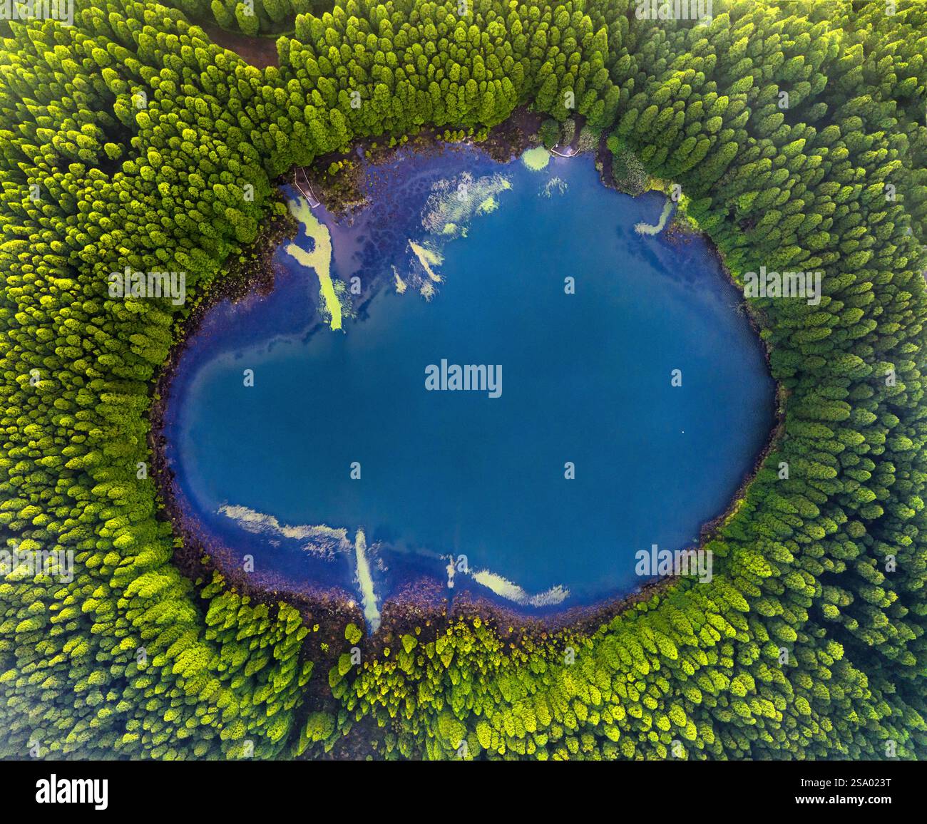 The Lagoa do Canario lake is related to the volcanic formation of the Sete  Cidades crater and is surrounded by typical Macaronesian forests and Crypto  Stock Photo - Alamy
