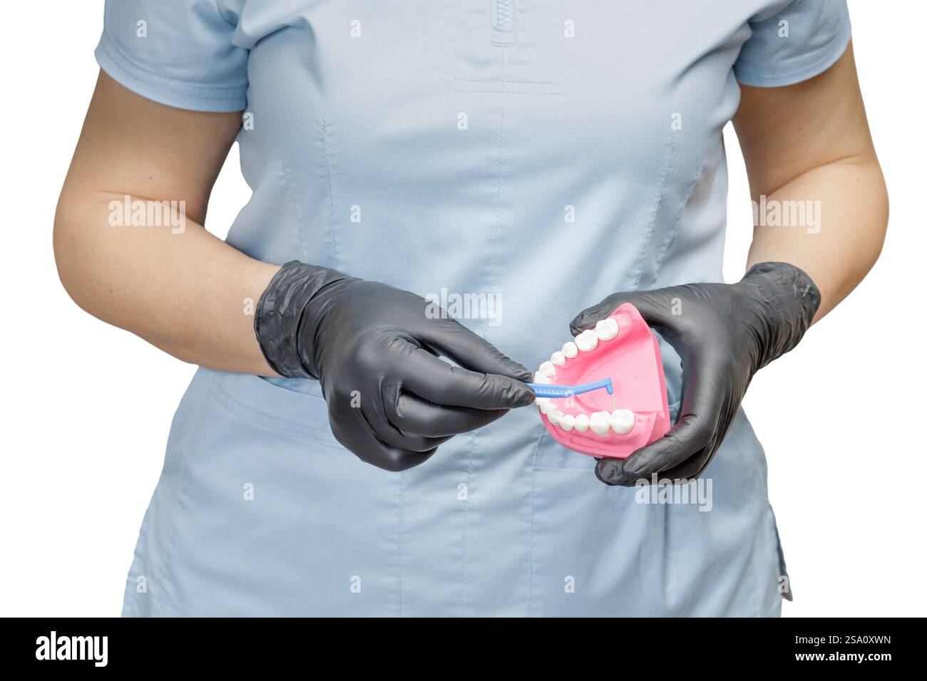 Female dentist with a human jaw layout and a interdental toothpick ...