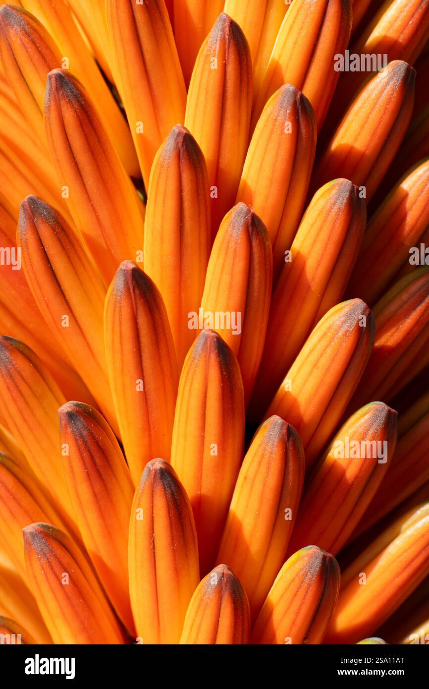 Aloe ferox hi-res stock photography and images - Alamy