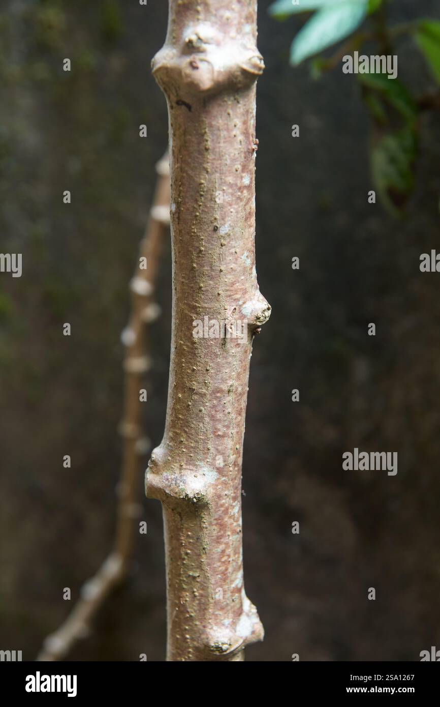 branch or brown stem of cassava or manihot plant close-up view, aka ...