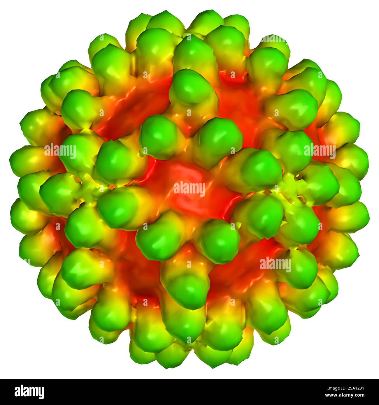 Monoclonal antibody hi-res stock photography and images - Alamy