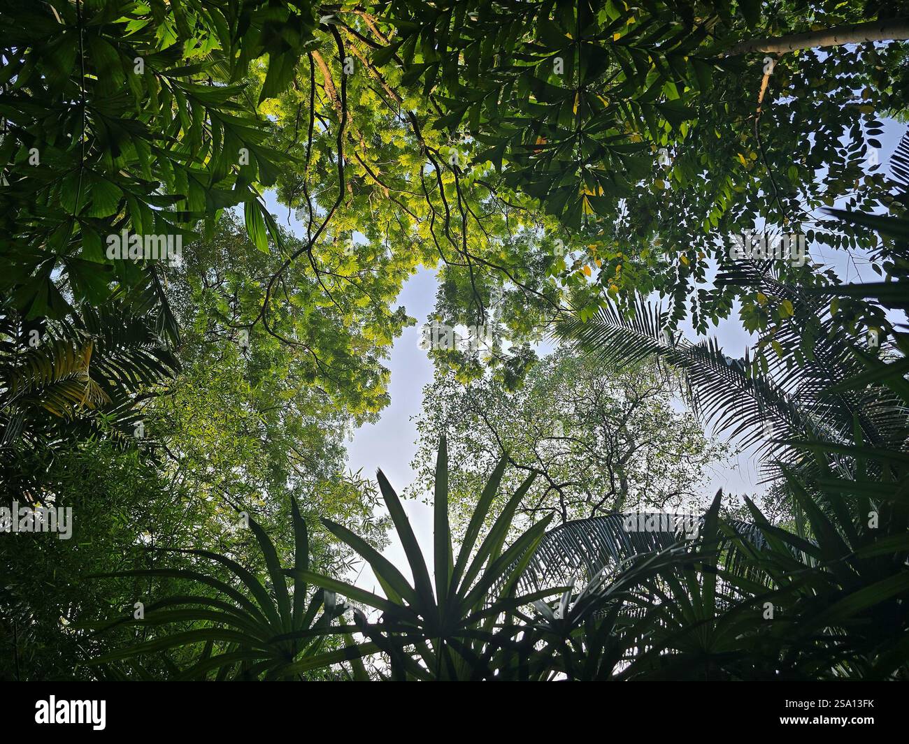 Upward perspective of  tropical green landscape  in Mahidol University in suburb Bangkok - Smartphone Captured Stock Image