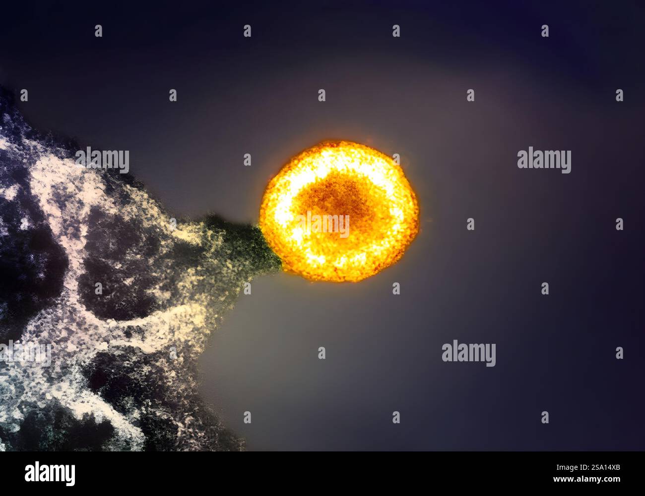 Colorized transmission electron micrograph of an HIV-1 virus particle (yellow/gold) budding from the plasma membrane of an infected H9 T cell. Stock Photo
