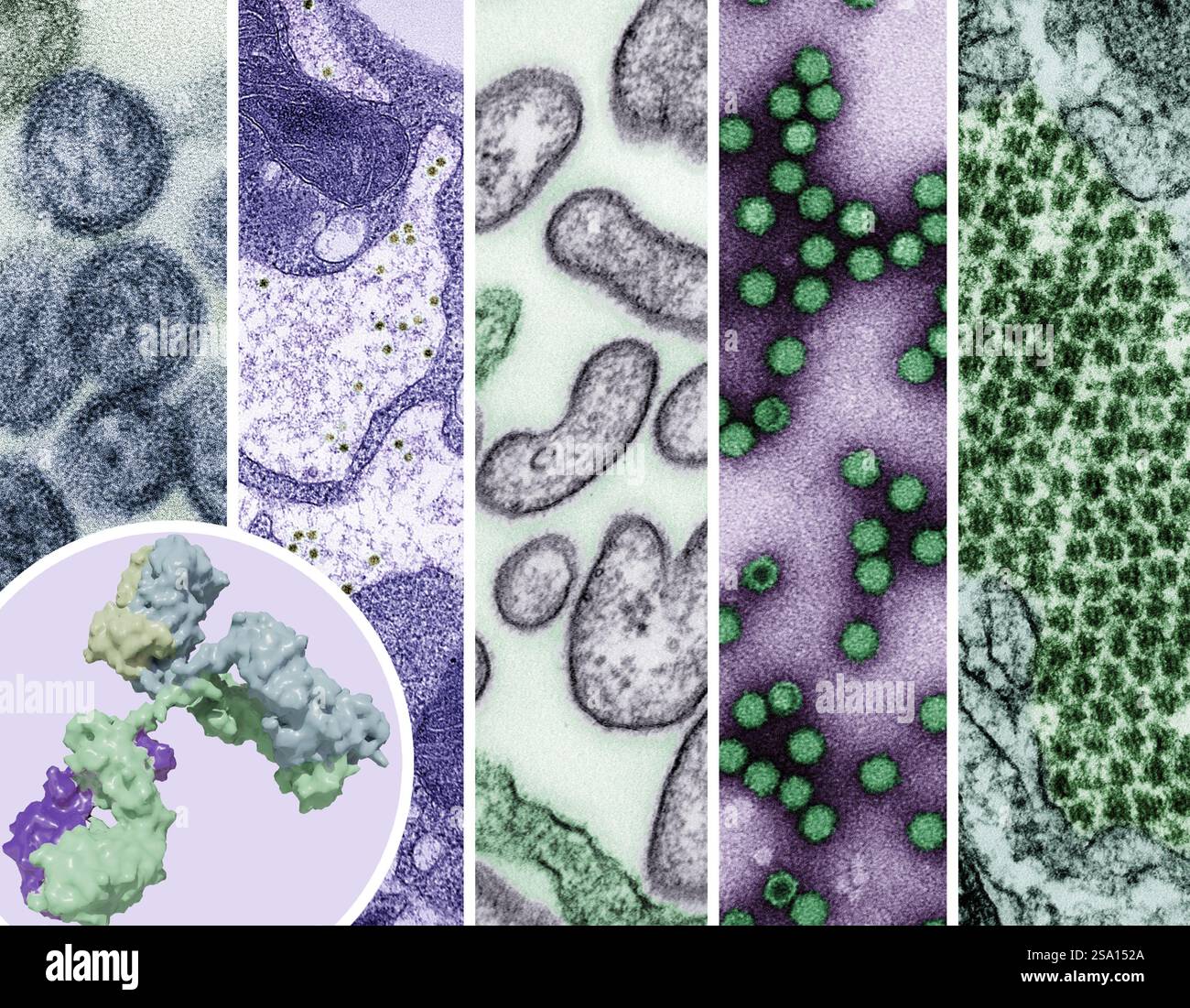 Monoclonal antibody injection hi-res stock photography and images - Alamy