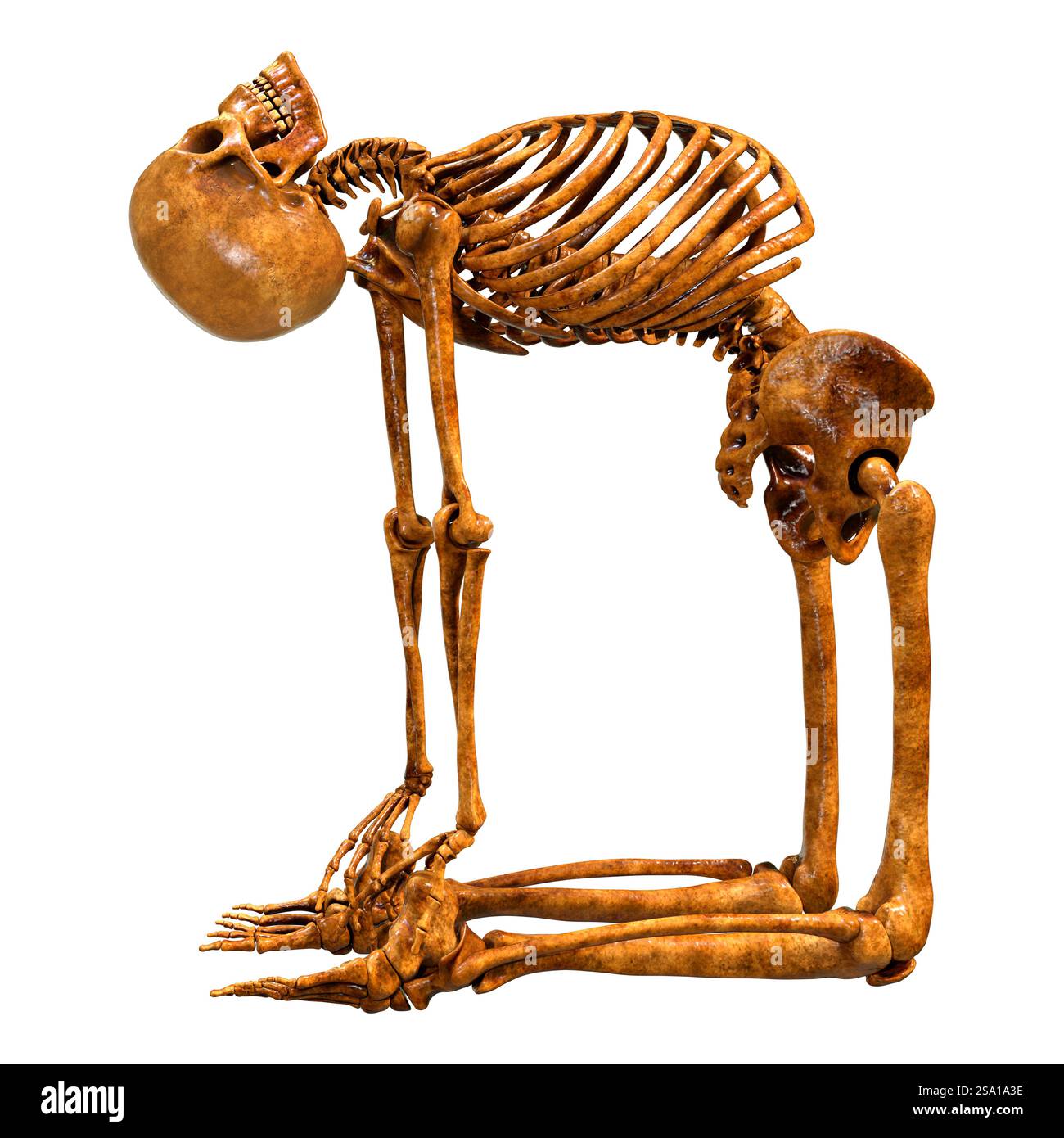 3D rendering of a human skeleton isolated on white background Stock ...