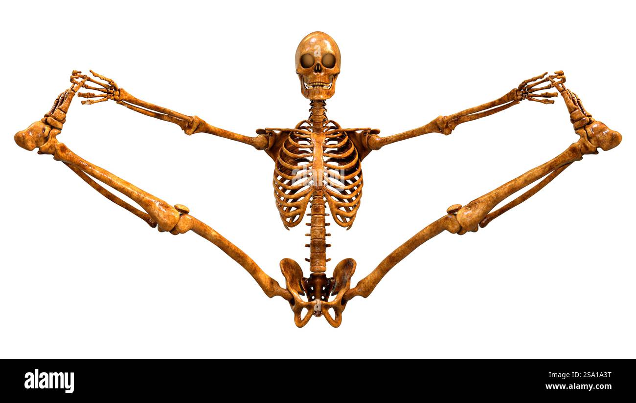 3D rendering of a human skeleton isolated on white background Stock ...