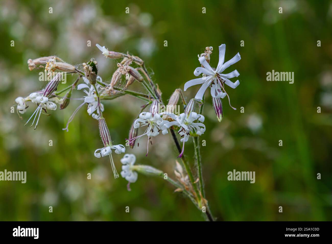 Silene nutans, Nottingham Catchfly, Caryophyllaceae. Wild plant shot in summer. Stock Photo