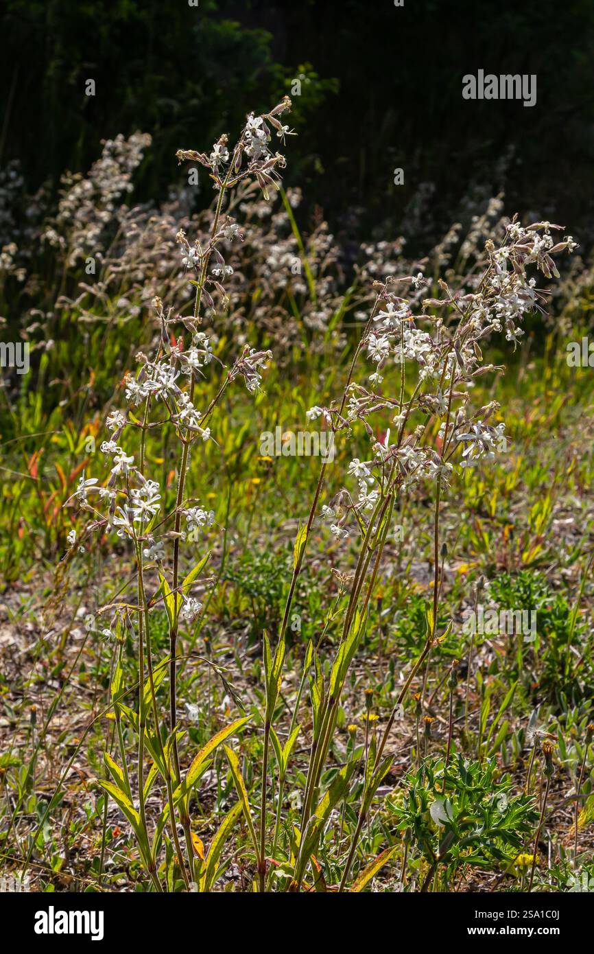 Silene nutans, Nottingham Catchfly, Caryophyllaceae. Wild plant shot in summer. Stock Photo