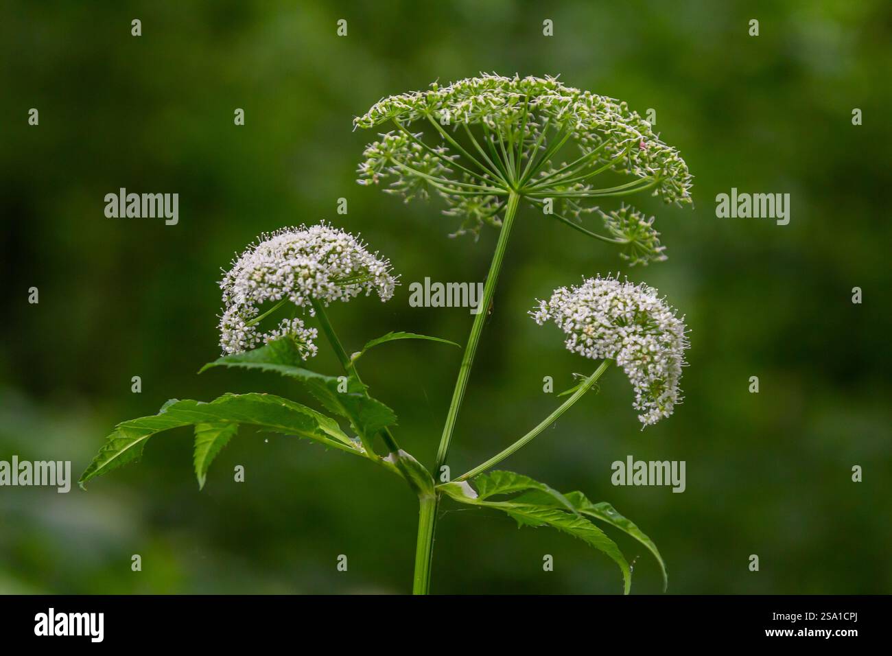 white inflorescence and green leaves of Aethusa cynapium plant. Stock Photo