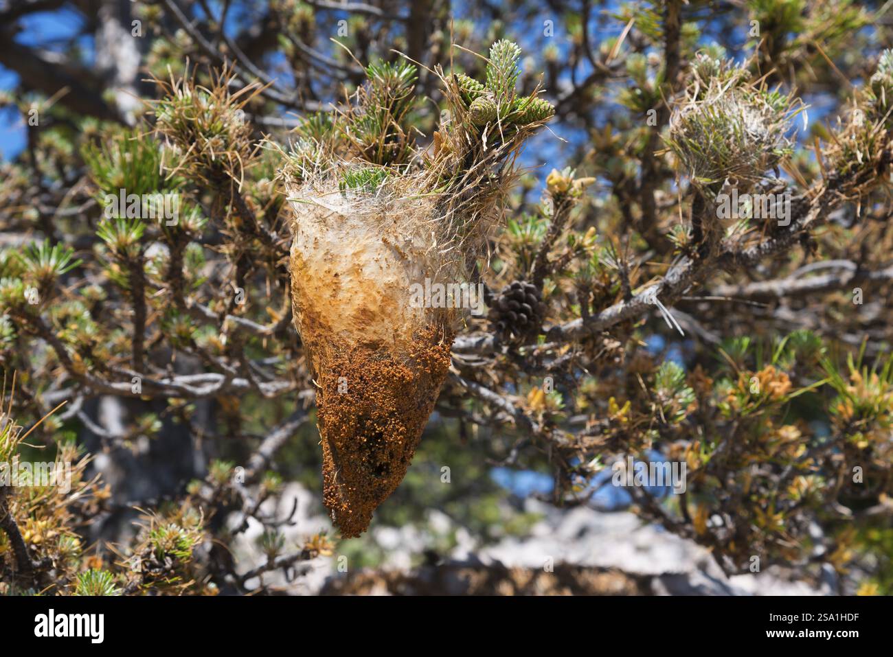 A caterpillar cocoon hanging in a tree, surrounded by needles and twigs in the sunshine, pine processionary moth (Thaumetopoea pityocampa), BaTka, Ba Stock Photo