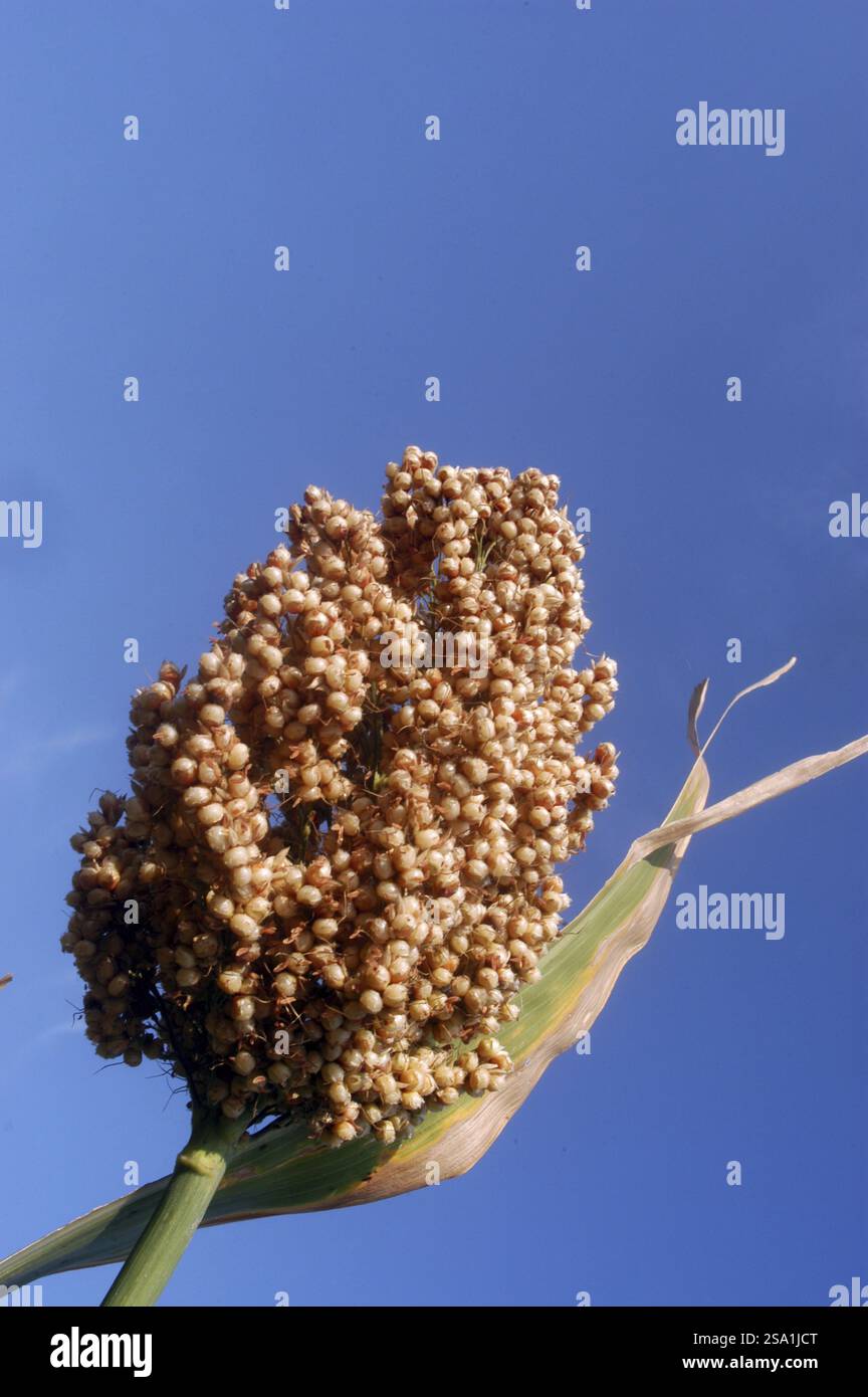A maize corn standing tall in the fields in Gadhinglaj district of Maharashtra, India, Asia Stock Photo