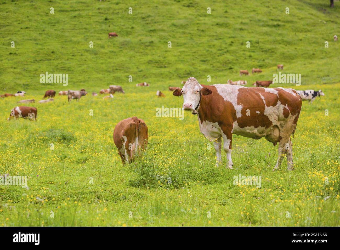 Holstein Friesian cattle stand grazing on a green meadow. Eng Valley ...