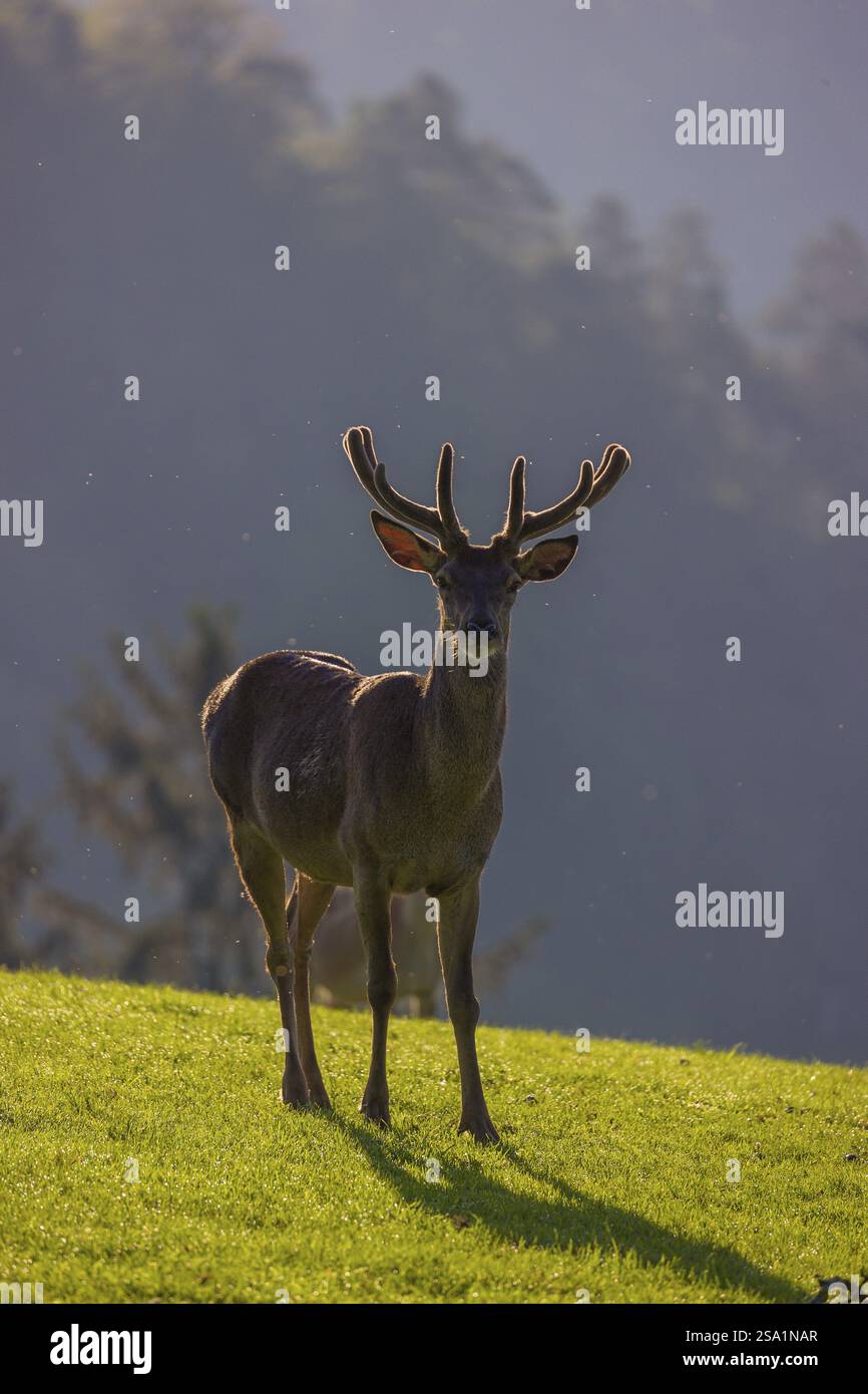One Red Deer stag (Cervus elaphus) stands on a meadow in backlit ...