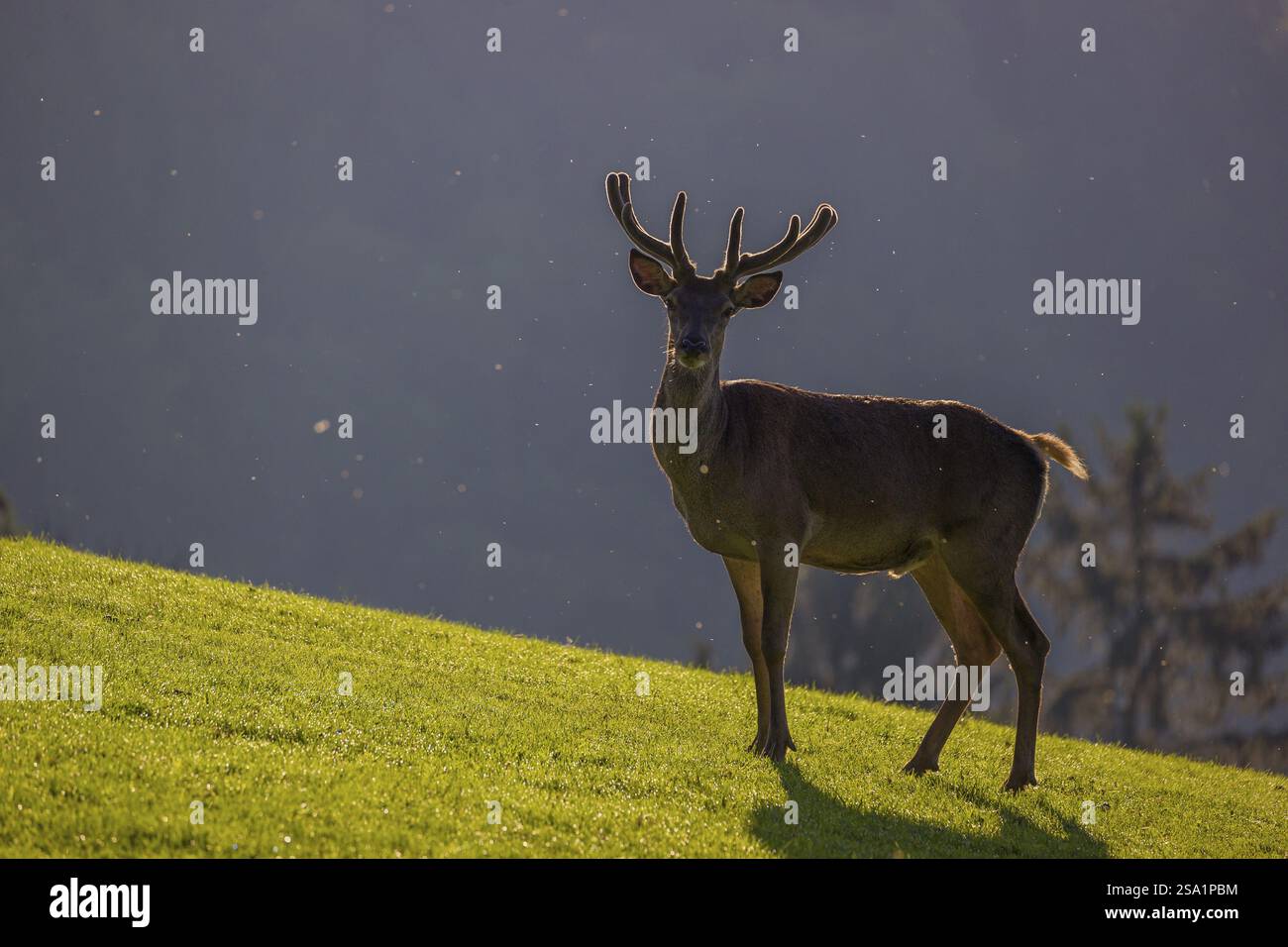 One Red Deer stag (Cervus elaphus) stands on a meadow in backlit ...