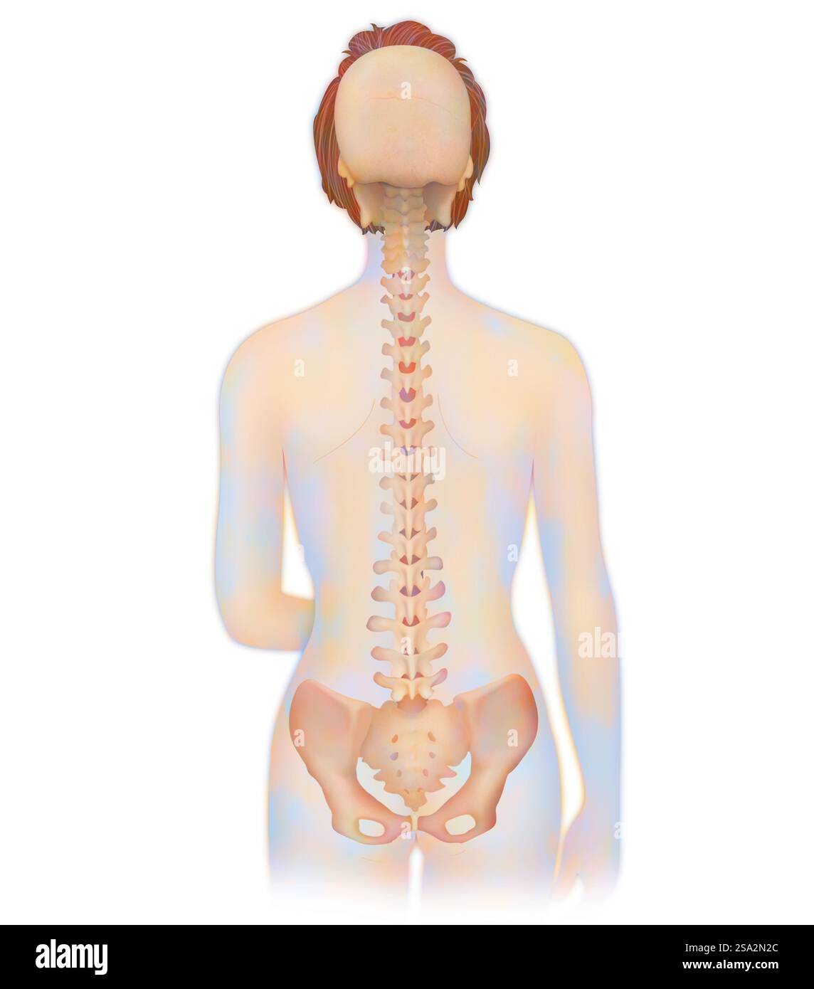 Spinal Column Point Spinal column, anatomy Stock Photo - Alamy