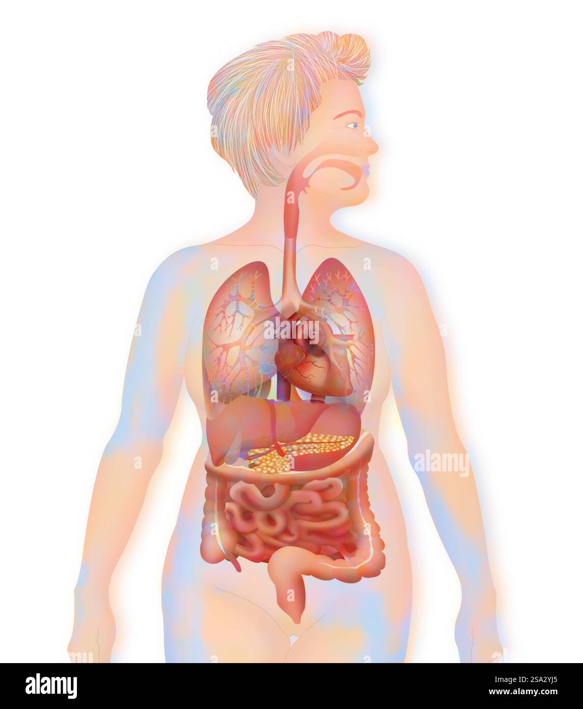 Anatomy, trunk Anatomy, trunk 016889 136 Stock Photo - Alamy