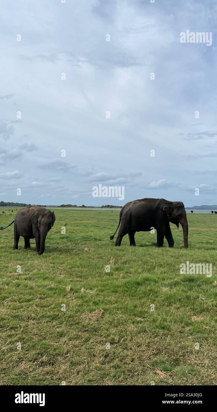 Minneriya National Park - Smartphone Captured Stock Image
