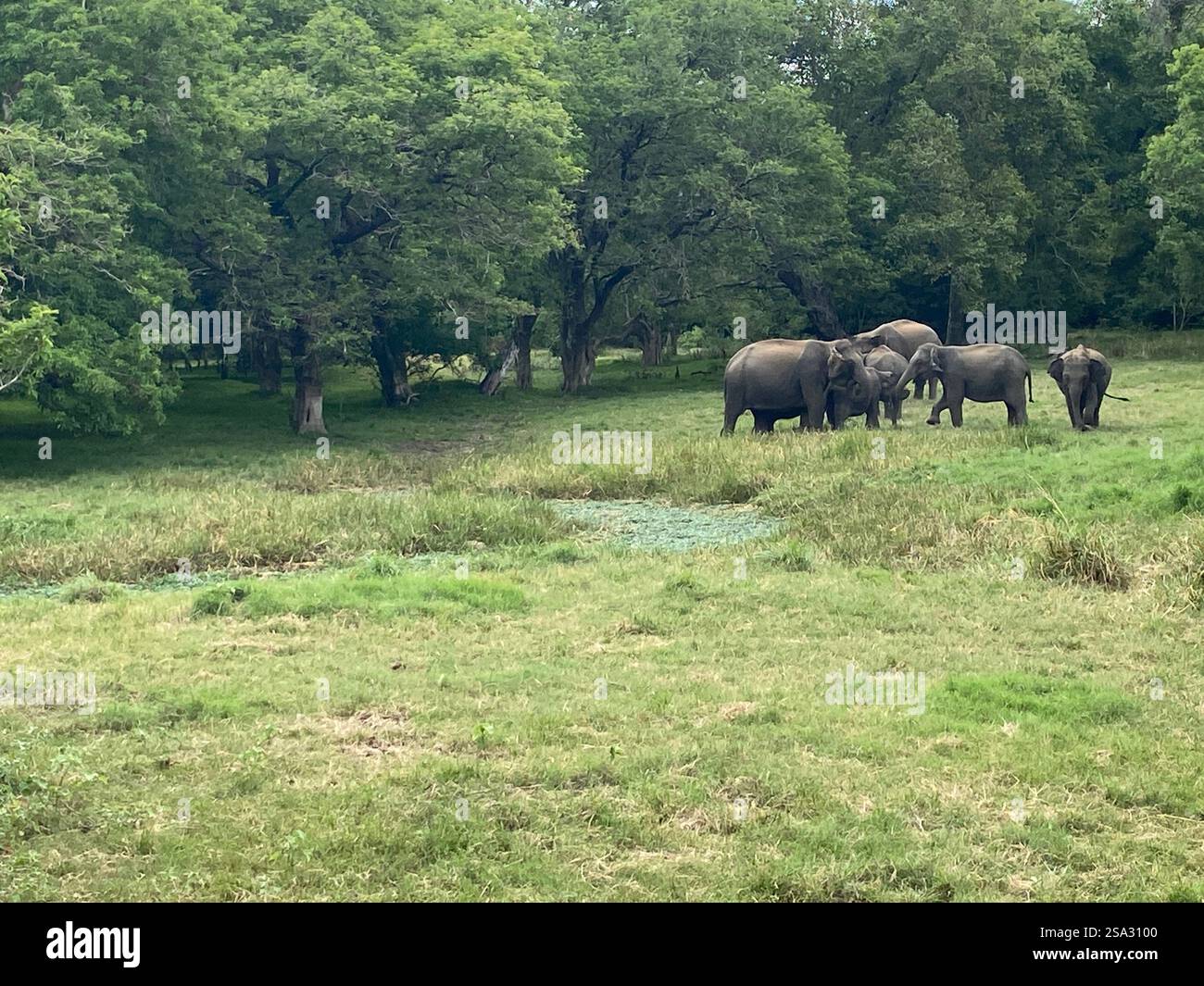 Minneriya National Park - Smartphone Captured Stock Image