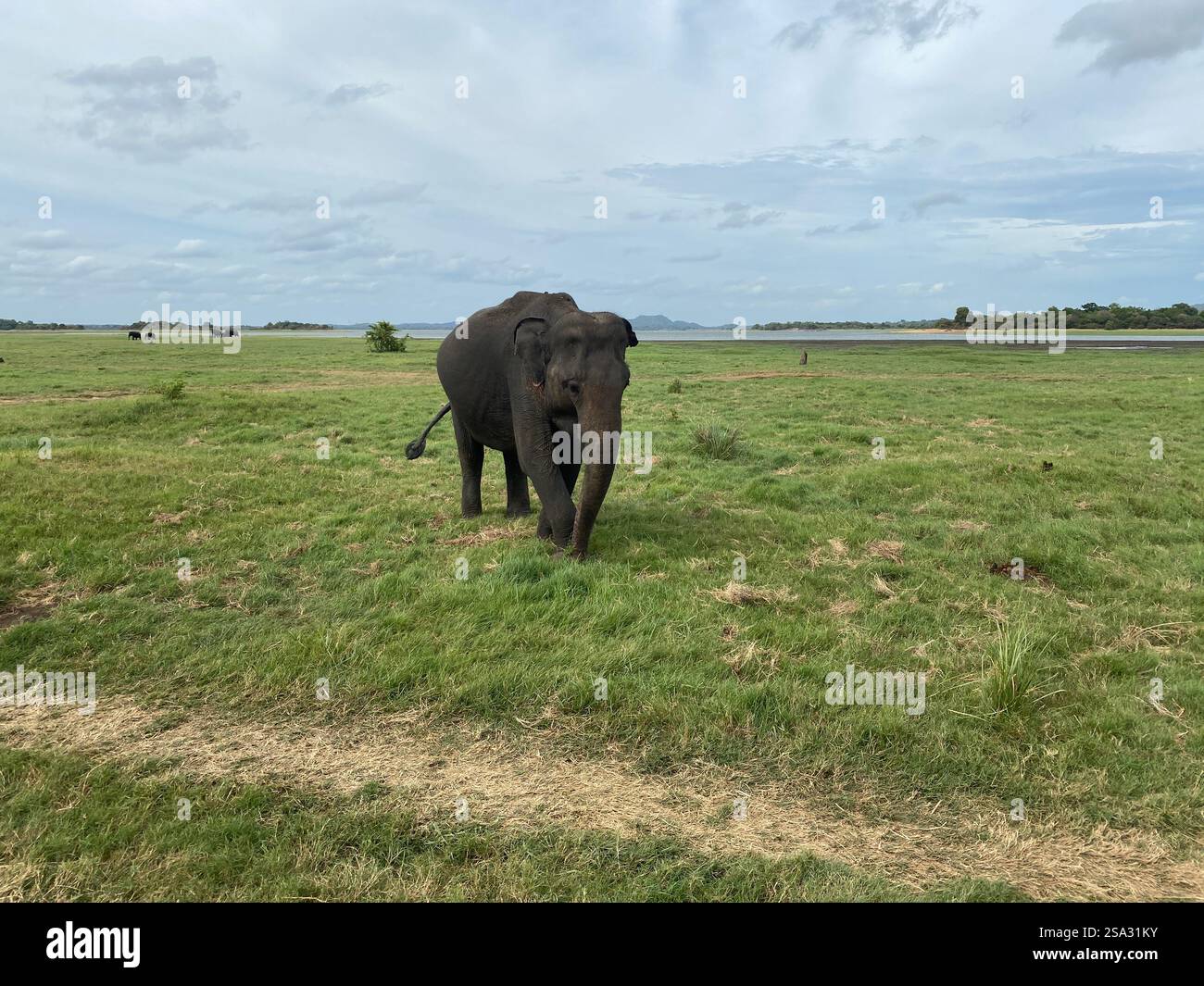 Minneriya National Park - Smartphone Captured Stock Image