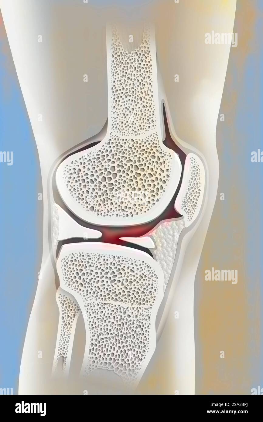 Anatomy of the knee profile. Knee drawing 016238 056 Stock Photo