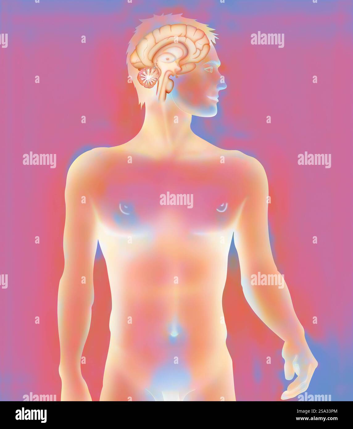 Central nervous system drawing hi-res stock photography and images - Alamy
